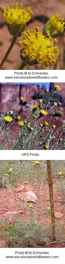 Three images of yellow flowers on the tops of tall silvery green stems