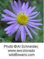 A flower with a yellow center surrounded by thin long purple petals. There are more than 20 petals making up the flower.