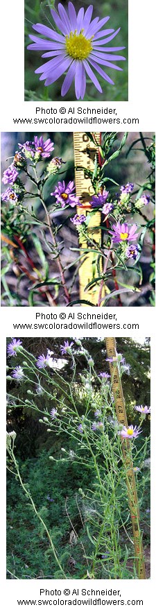 Multiple images of purple flowers with yellow centers growing on tall leafy stems.