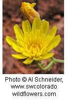 Bright yellow flower with multiple layers of petals pointing up in a cup shape on a green stem. Background is a reddish-orange soil.