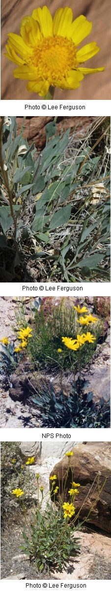Multiple images of bright yellow flowers.