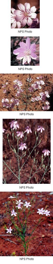 Multiple images of pale pink flowers with six petals.