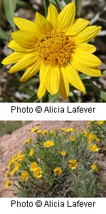 Two photos. Top photo is closeup of a large yellow flower with multiple pointed petals and a darker yellow center. Bottom photo is of a green plant with many of the same yellow flowers at the top pf tall stems.