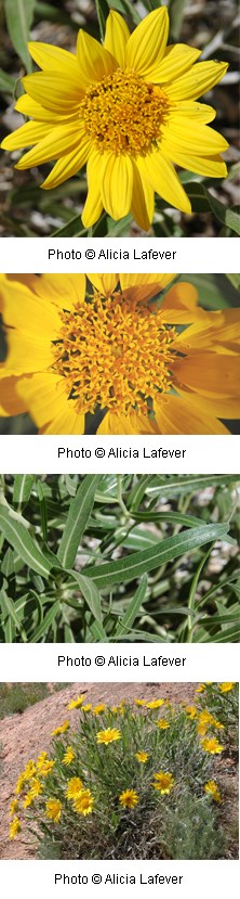 multiple images of bright yellow flowers with a yellow center