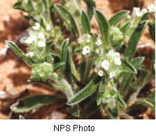 Hairy green plant with tiny white flowers with a reddish soil in the background