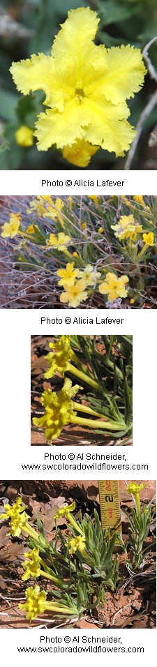 Multiple images of yellow tubular shaped flowers.