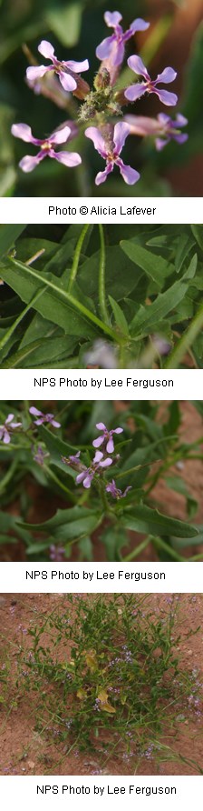 Purple flowers with four petals on a plant with long tapering green leaves.