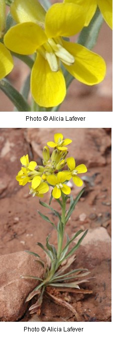Yellow flower with four rounded petals shaped like a cross. Stem and leaves of plant are a silvery green in color. Background is orange sandy soil.