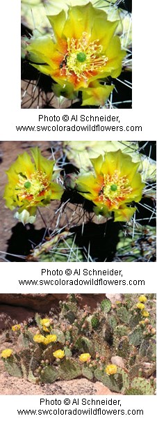 Multiple images of cacti with bright yellow flowers with orange centers.