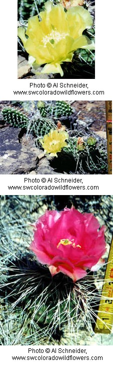 Multiple images of cacti with yellow or pink flowers.