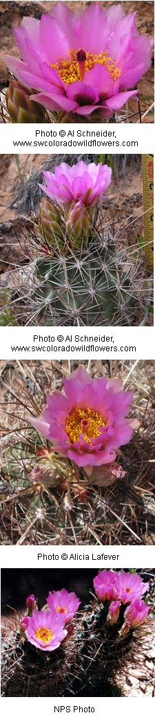Multiple images of cacti with bright pink flowers.