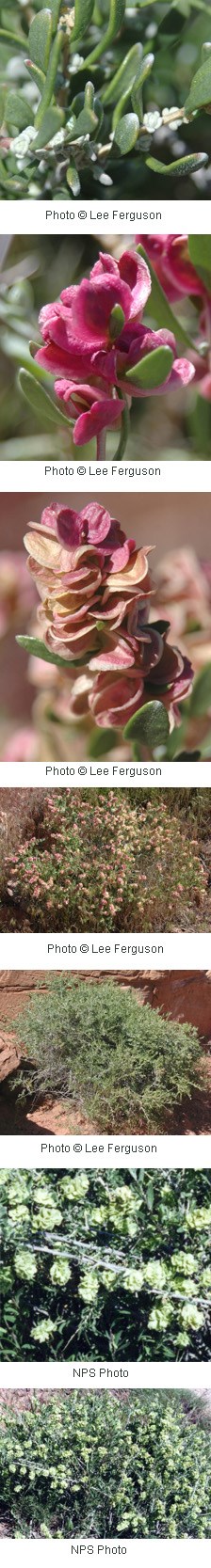 Several photos of clusters of flowers with pinkish-brown lobed petals.