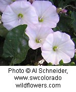White trumpet shaped flowers with dark green oval leaves.