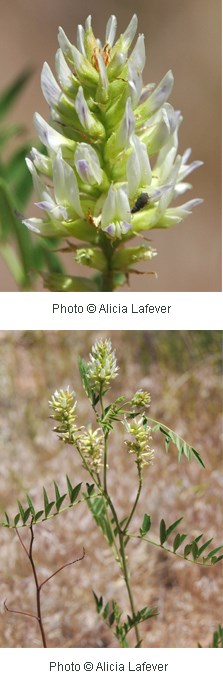 Two photos of cone shaped plant with multiple white flowers on it.