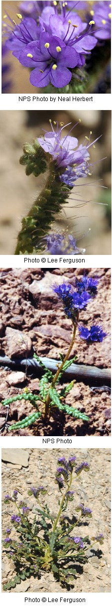 Multiple images of small purple tubular shaped flowers.
