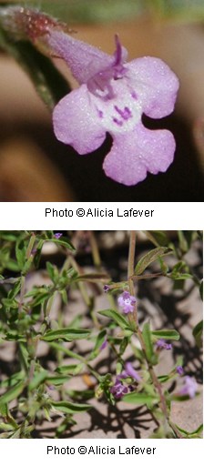 Two images of purplish pink tubular shaped flowers.