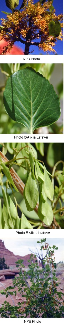 Multiple photos of a plant with green slightly toothed leaves and yellow flowers with four petals.