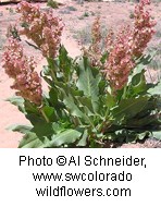 Clusters of reddish pink small flowers on a stem with large jagged edged leaves at the base of plant.