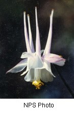 White flower with long thin petals coming out the top.