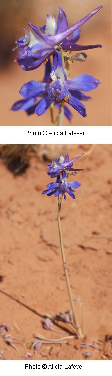 Bluish purple flowers on a tall yellowish green stem with no visible leaves. Background is an orange colored soil.