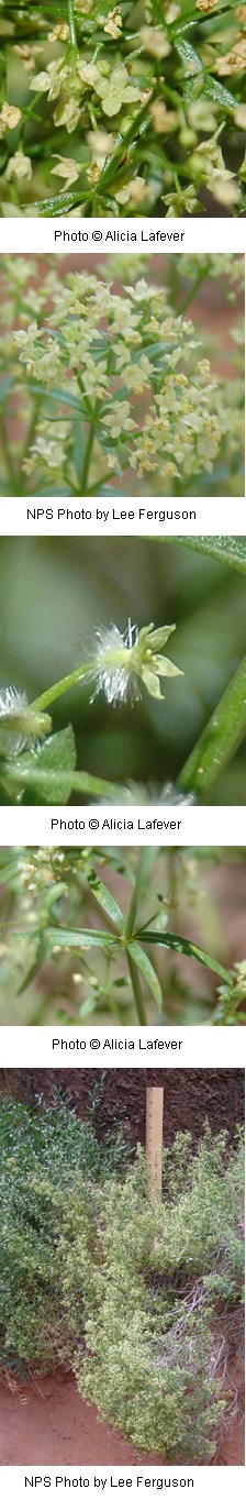Multiple photos of small greenish flowers with four petals.
