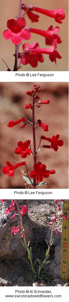 Multiple images of scarlet red tubular shaped flowers.