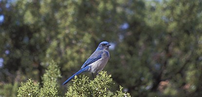 A dark blue bird with a grey belly perches at the top of a tree.