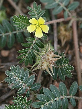 Woody plant with dark green leaves and a yellow flower with five round petals.