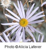 Erigeron utahensis