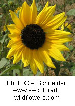 Helianthus annuus