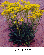Senecio multilobatus