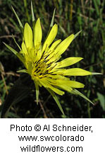Tragopogon dubius