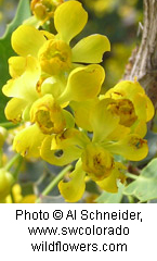 Mahonia fremontii
