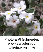 Cryptantha tenuis