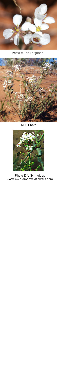 Dithyrea wislizenii