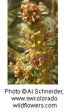 Atriplex canescens