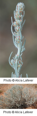 Krascheninnikovia lanata