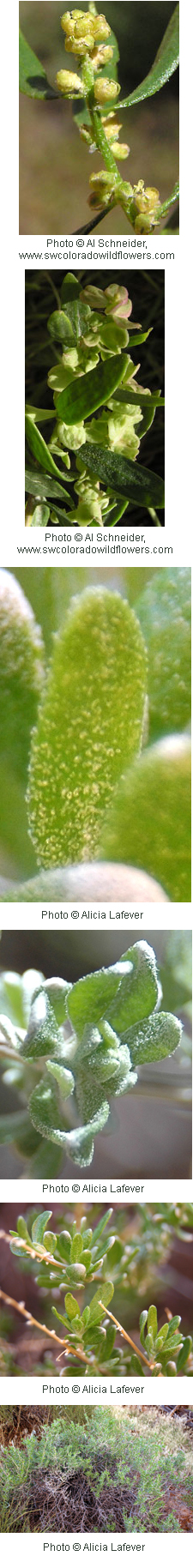 Zuckia brandegei