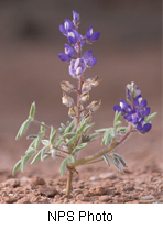Lupinus pusillus
