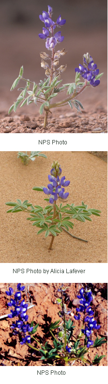 Lupinus pusillus