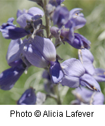 Sophora stenophylla