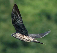 Peregrine Falcon