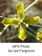 Swertia utahensis
