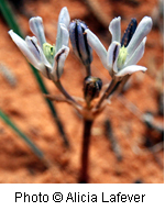 Androstephium breviflorum