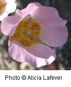 Calochortus nuttallii
