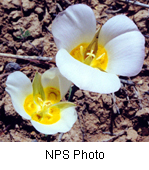 Calochortus nuttallii