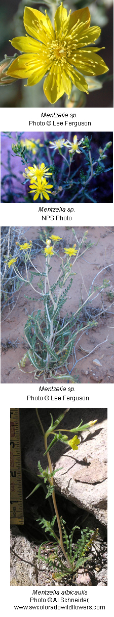 Mentzelia sp.