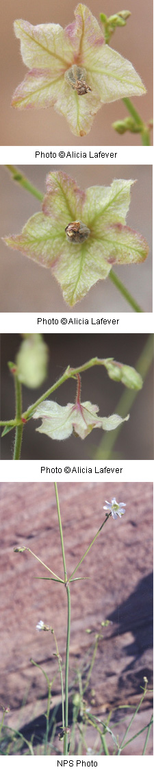 Mirabilis linearis