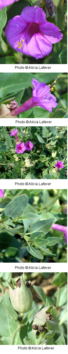 Mirabilis multiflora