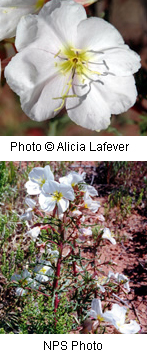 Oenothera pallida